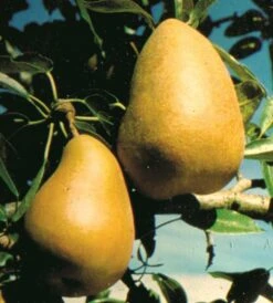 Highland European Pear