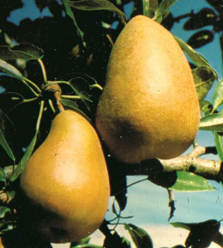 Highland European Pear 3 Highland European Pear