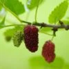 Red ShahToot Mulberry