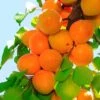 Tilton Apricot -Alpha Garden Shop plantnet rootstock apricot dwarf tilton