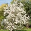 Evereste Crabapple -Alpha Garden Shop pommier d ornement evereste 592753 1