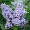 President Grevy Lilac 1 President Grevy Lilac -Alpha Garden Shop presidentgrevy
