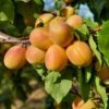 Puget Gold Apricot -Alpha Garden Shop puget gold apricot