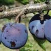 Royal European Plum Bundle No. 1 -Alpha Garden Shop purple gage 1 490x735 crop cent gigapixel low res scale 2 00x b6056281 7c06 4bc6 ba50 987f8d0d0f5e