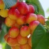 Rainier Cherry -Alpha Garden Shop rainier cherry 1