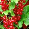 Redstart Red Currant 2 Redstart Red Currant -Alpha Garden Shop red currant 3 1