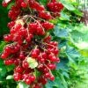 Rolam Red Currant -Alpha Garden Shop red currant 4 1