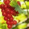 Rosetta Red Currant 1 Rosetta Red Currant -Alpha Garden Shop red currant