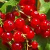 Tatran Red Currant -Alpha Garden Shop red currant 2