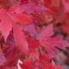 Red Sunset® Maple Tree 1 Red Sunset® Maple Tree -Alpha Garden Shop redsunsetmaple