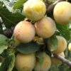 Reine De Mirabelle European Plum 2 Reine De Mirabelle European Plum -Alpha Garden Shop reine mirabelle 1
