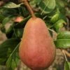 Rescue European Pear -Alpha Garden Shop rescue pear 1 1