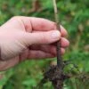 Krymsk 1 Plum Rootstock 2 Krymsk 1 Plum Rootstock -Alpha Garden Shop rootstock 2 10 1