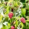 Rosanna Red Raspberry 2 Rosanna Red Raspberry -Alpha Garden Shop rosanna red raspberry 1