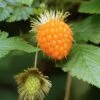 Salmonberry 1 Salmonberry -Alpha Garden Shop salmonberry