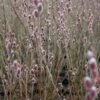 Mt. Asama Pink Willow -Alpha Garden Shop salmta
