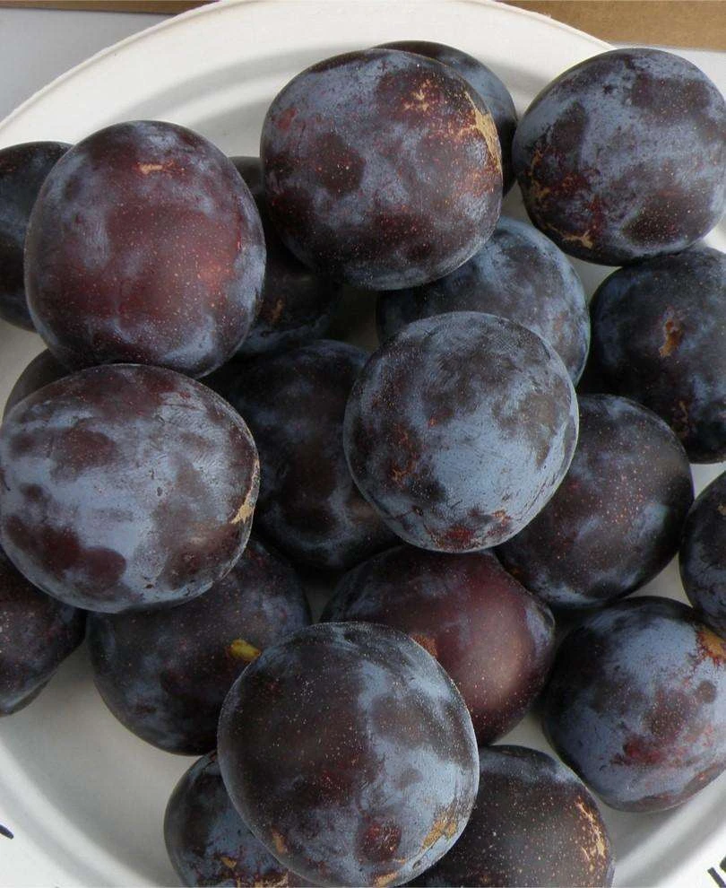 Sanctus Hubertus European Plum 3 Sanctus Hubertus European Plum