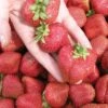 Seascape Strawberry Bundle (3 Packs) -Alpha Garden Shop seascape 1 f9f64500 917d 477a b790 75976b75e8e3
