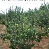Claribel Quince -Alpha Garden Shop semi dwarf quince tree 1
