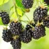 Cascade Blackberry -Alpha Garden Shop shutterstock 1006064419 1