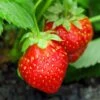 Holiday Strawberry -Alpha Garden Shop shutterstock 104995331 1