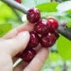 Combination Cherry Tree (5 Varieties) 2 Combination Cherry Tree (5 Varieties) -Alpha Garden Shop shutterstock 105168959 5d084631 6e6c 4241 80ba 5afb92f1e4f1 1