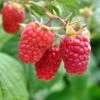 Excellent Everbearing Raspberry Bundle (6 Plants) 2 Excellent Everbearing Raspberry Bundle (6 Plants) -Alpha Garden Shop shutterstock 106618970 1 67027219 0733 47b3 82f8 fe42c025e1cc