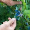 Blue Pacific™ Honeyberry -Alpha Garden Shop shutterstock 1126745747 1
