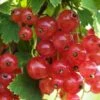 Gloire De Sablons Pink Currant 1 Gloire De Sablons Pink Currant -Alpha Garden Shop shutterstock 1130805380 1