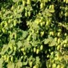 Willamette Hops -Alpha Garden Shop shutterstock 113807377 1