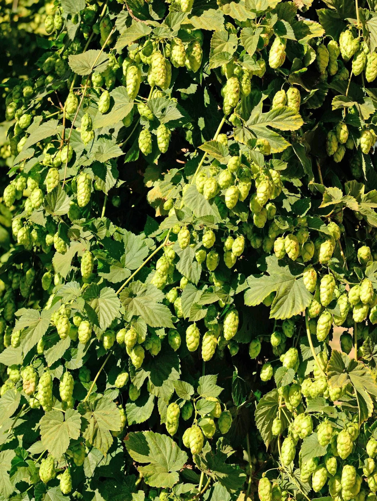 Willamette Hops 3 Willamette Hops
