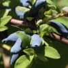Blue Hokkaido™ Honeyberry 2 Blue Hokkaido™ Honeyberry -Alpha Garden Shop shutterstock 1172278570 1