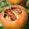 Macrocarpa Medlar 2 Macrocarpa Medlar -Alpha Garden Shop shutterstock 1182683059 1