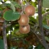 Saanichton Fuzzy Kiwi -Alpha Garden Shop shutterstock 1256467078 1