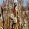 French Pussywillow 1 French Pussywillow -Alpha Garden Shop shutterstock 1291035757 1