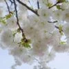 Mt. Fuji Flowering Cherry -Alpha Garden Shop shutterstock 1372338206 1