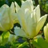 Elizabeth Magnolia -Alpha Garden Shop shutterstock 1383157025 1