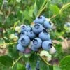 Jersey Blueberry -Alpha Garden Shop shutterstock 1419055868 2 1
