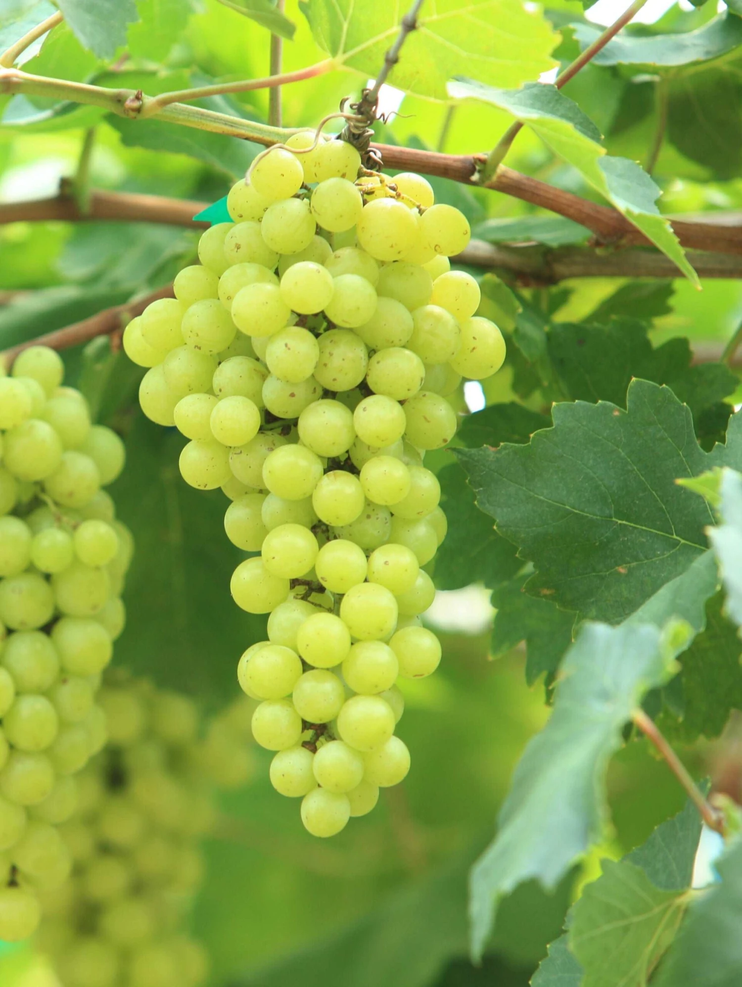 Alpha Garden Shop 16 Alpha Garden Shop -Alpha Garden Shop shutterstock 144385198 bb2cfcbf 4aee 4c5f a572 65ec09d20570 1 scaled