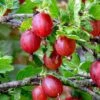 Tixia Gooseberry -Alpha Garden Shop shutterstock 1458321413 1