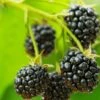 Cascade Trailing Blackberry 1 Cascade Trailing Blackberry -Alpha Garden Shop shutterstock 150412592 1