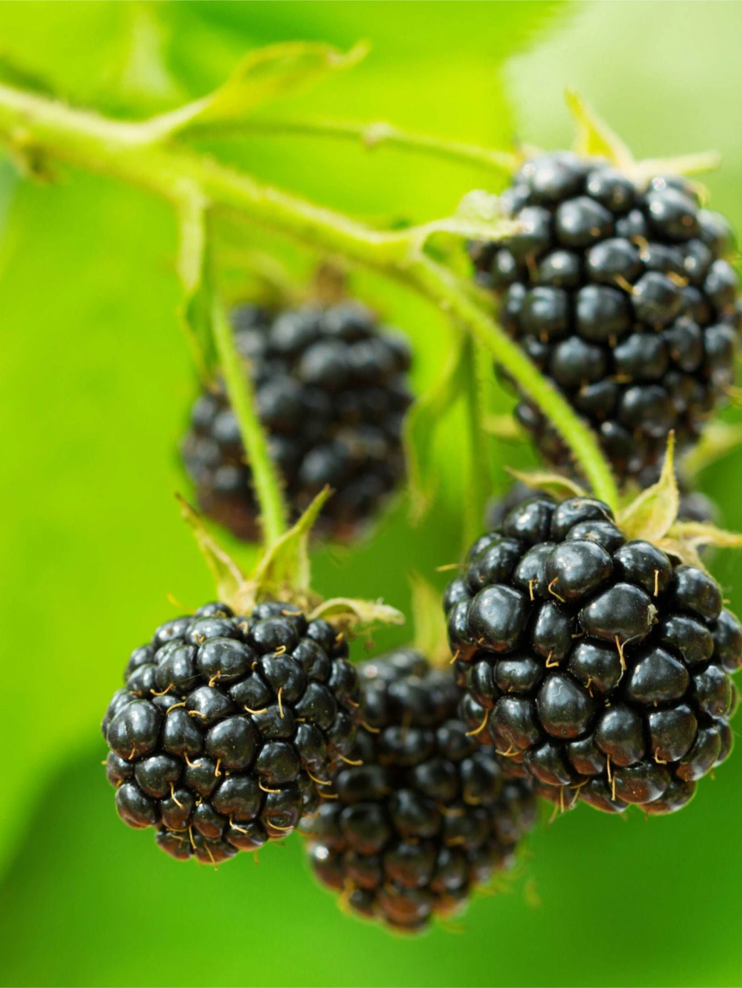 Cascade Trailing Blackberry 3 Cascade Trailing Blackberry