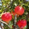 Crimson Sky™ Pomegranate -Alpha Garden Shop shutterstock 1504269788 1