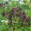 York Elderberry -Alpha Garden Shop shutterstock 1510672694 1