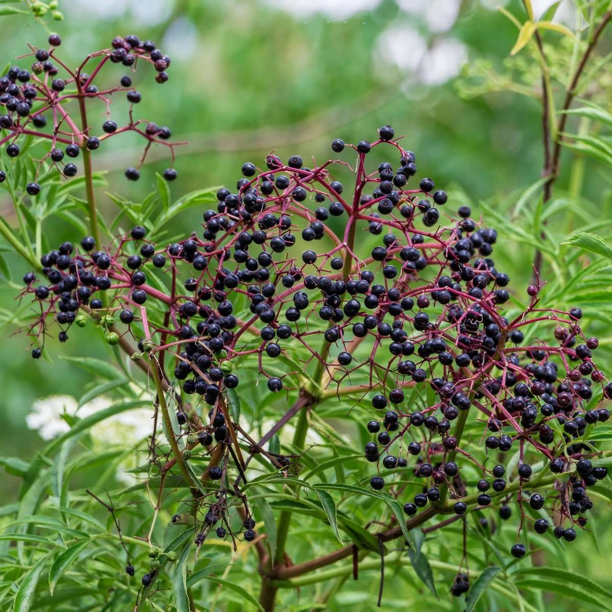 York Elderberry 3 York Elderberry