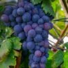 Campbell's Early Grape -Alpha Garden Shop shutterstock 1524501632 1