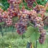 Gewurtztraminer Wine Grape -Alpha Garden Shop shutterstock 154690013 1