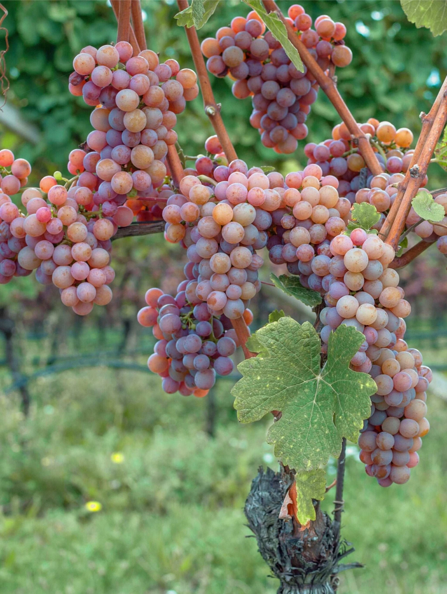 Gewurtztraminer Wine Grape 3 Gewurtztraminer Wine Grape
