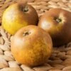 Egremont Russet Apple 1 Egremont Russet Apple -Alpha Garden Shop shutterstock 1548607520 1