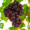 Reliance Grape 1 Reliance Grape -Alpha Garden Shop shutterstock 1591732633 1